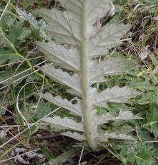 Platycarpha glomerata