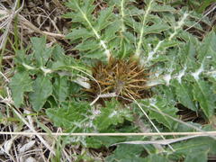 Platycarpha glomerata
