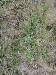 Platycarpha glomerata