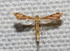 Nippoptilia cinctipedalis