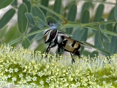 Copestylum fornax