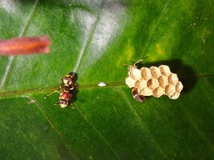 Ropalidia cyathiformis