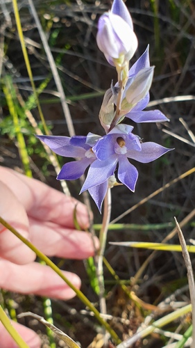 Image of Thelymitra megacalyptra by (c) Rosalie Lawrence, some rights reserved (CC BY)