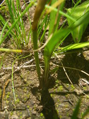 Eulophia hians hians