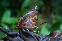 Charaxes psaphon