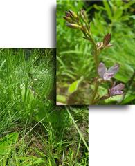 Eulophia hians hians