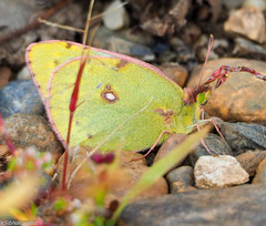 Colias hyale