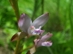 Eulophia hians hians