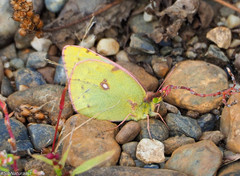 Colias hyale