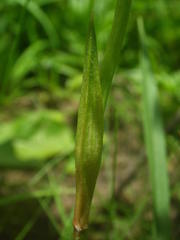 Eulophia hians hians