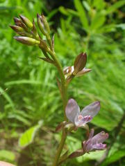 Eulophia hians hians