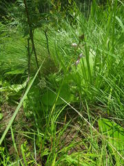 Eulophia hians hians