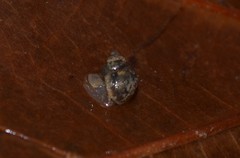 Bithyniidae