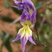 Gladiolus venustus - Photo (c) Corrie du Toit,  זכויות יוצרים חלקיות (CC BY-NC), הועלה על ידי Corrie du Toit