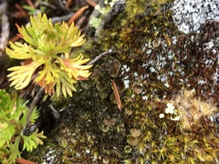 Psoroma hypnorum