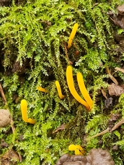 Clavulinopsis helvola