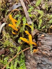 Clavulinopsis helvola