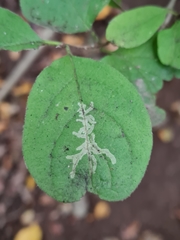 Phytomyza aprilina