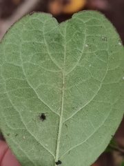 Phytomyza aprilina