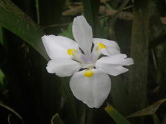 Dietes flavida