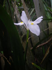Dietes flavida