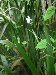 Dietes flavida