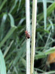 Graptostethus servus