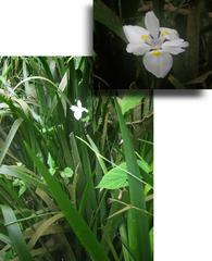 Dietes flavida