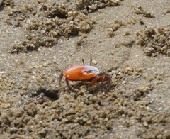 Tubuca coarctata