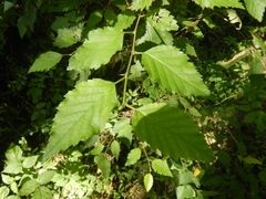 Betula lanata