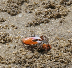Tubuca coarctata