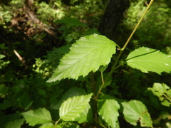 Betula lanata