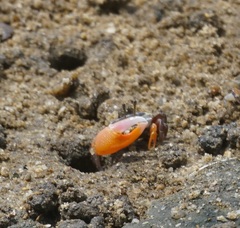 Tubuca coarctata
