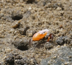 Tubuca coarctata