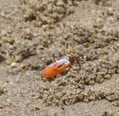 Tubuca coarctata