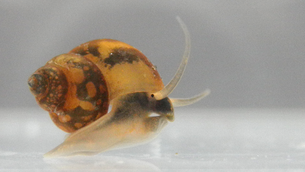 Leach's Bithynia
