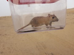 Arabian Jird photo 2