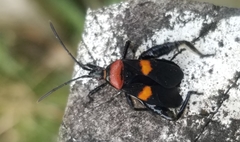 Amblyomia bifasciata