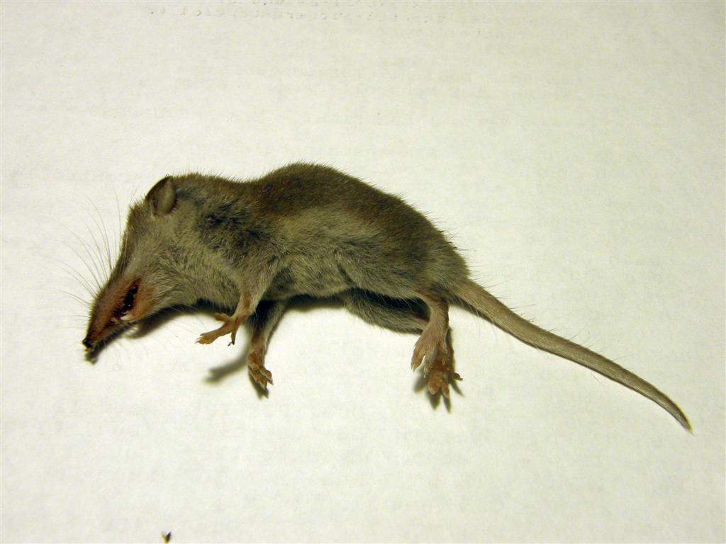 Forest Shrew