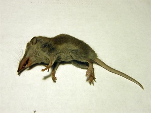 Myosorex varius