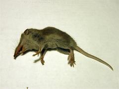 Myosorex varius