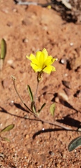 Goodenia pinnatifida
