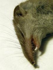 Myosorex varius