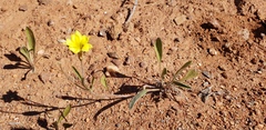 Goodenia pinnatifida