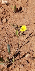 Goodenia pinnatifida