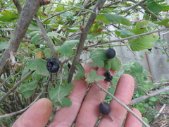 Ribes × nidigrolaria