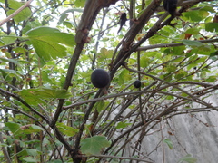 Ribes × nidigrolaria