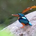 Indigo-banded Kingfisher - Photo (c) Pauline Carmel Joy Eje, some rights reserved (CC BY), uploaded by Pauline Carmel Joy Eje