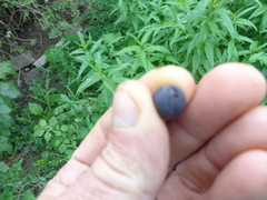 Ribes × nidigrolaria