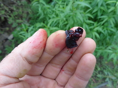 Ribes × nidigrolaria